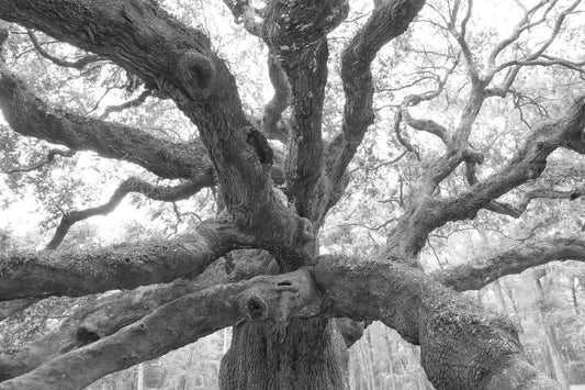 Angel Oak print, giant Live Oak photo, large oak tree wall art, black and white tree art photography, paper or canvas decor, 5x7 to 40x60"