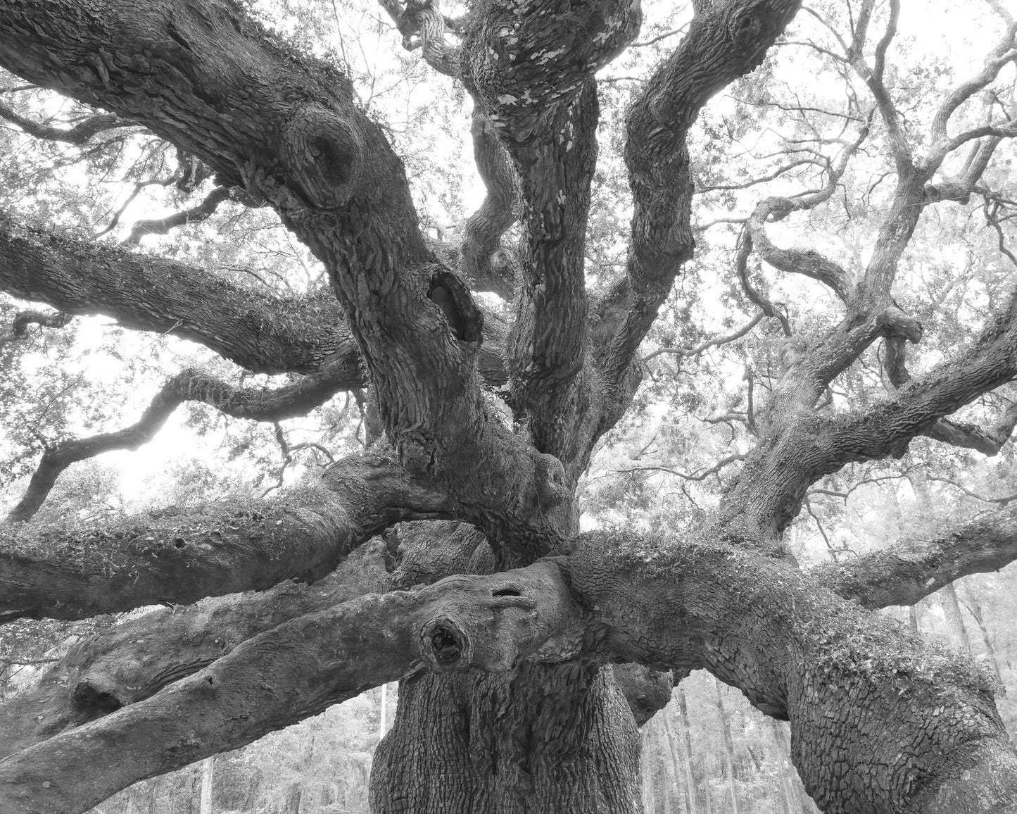 Angel Oak print, giant Live Oak photo, large oak tree wall art, black and white tree art photography, paper or canvas decor, 5x7 to 40x60"