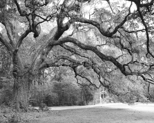 Black and white print, Live Oak Tree photo, tree photography, large South Carolina wall art decor, paper or canvas picture 8x10 11x14 40x60"