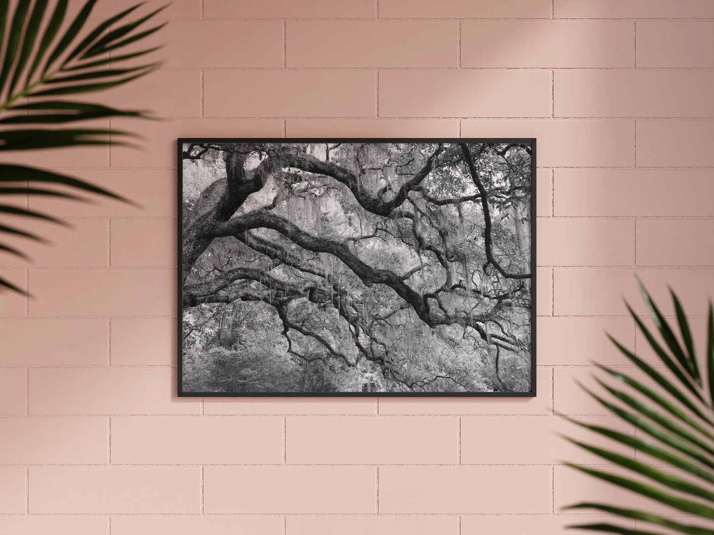 Live Oak print, picture of trees, black and white tree art, tree photography, South Carolina wall art, oak tree photo, canvas, 5x7 to 40x60"
