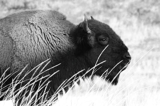 Bison photo print, buffalo wall art, Yellowstone NP picture, animal decor, black and white photography, large paper or canvas, 5x7 to 20x30"