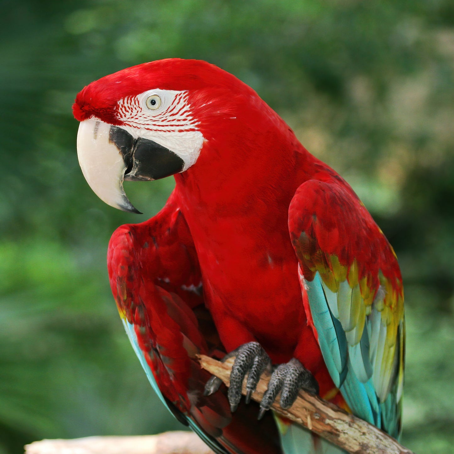 Red-and-green Macaw photo print, colorful bird wall art, red parrot wall decor, nature photography, paper, canvas 5x7 8x10 11x14 16x20 16x24