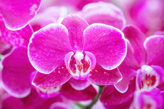 Phalaenopsis Orchid print, pink orchid in bloom, fuschia art, floral wall art, flower photography, large canvas photo decor, 5x7 to 40x60"