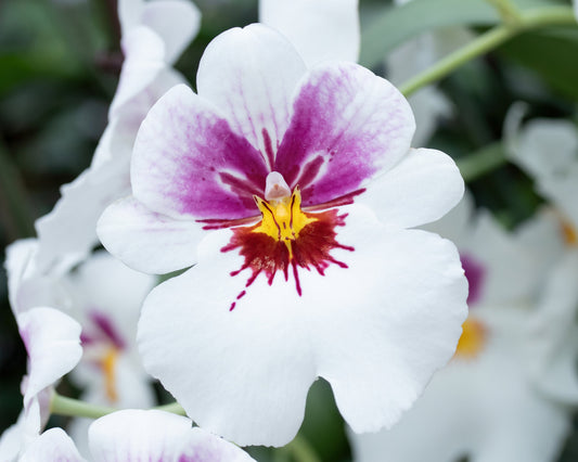Pansy Orchid print, white Miltoniopsis orchid photo, orchid wall art, floral art, flower photography, orchid lover gift, 5x7 to 32x48"