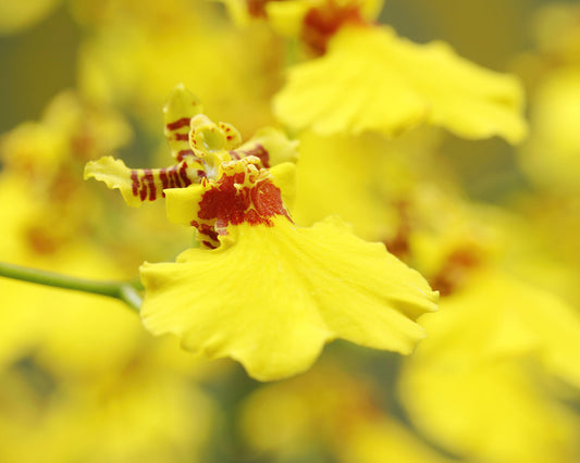 Oncidium Orchid print, yellow orchid decor, orchid picture, floral photography, bright wall art over couch, orchid lover gift, 5x7 to 32x48"