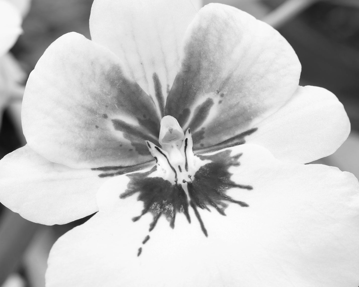 Black and white orchid print, Pansy Orchid photo, large orchid wall art, over bed wall decor, floral gift, orchid lover gift, 5x7 to 32x48"