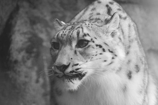 Snow Leopard print, large animal picture, snow leopard wall art decor, black and white photo, canvas, nature photography, 5x7 8x10 to 24x36"