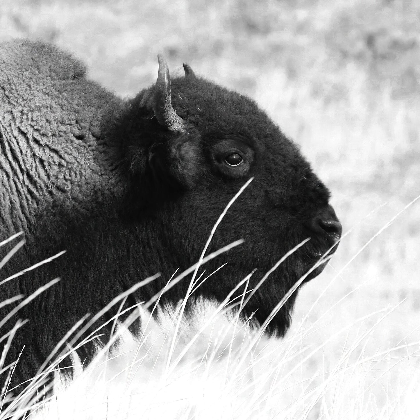 Bison photo print, buffalo wall art, Yellowstone NP picture, animal decor, black and white photography, large paper or canvas, 5x7 to 20x30"
