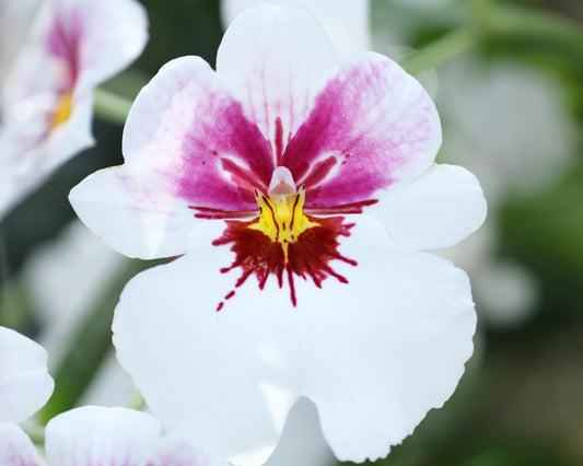 Pansy Orchid print, white Miltonia orchid photo, orchid wall art, floral art, flower photography, Miltoniopsis orchid decor, 5x7 to 40x60"
