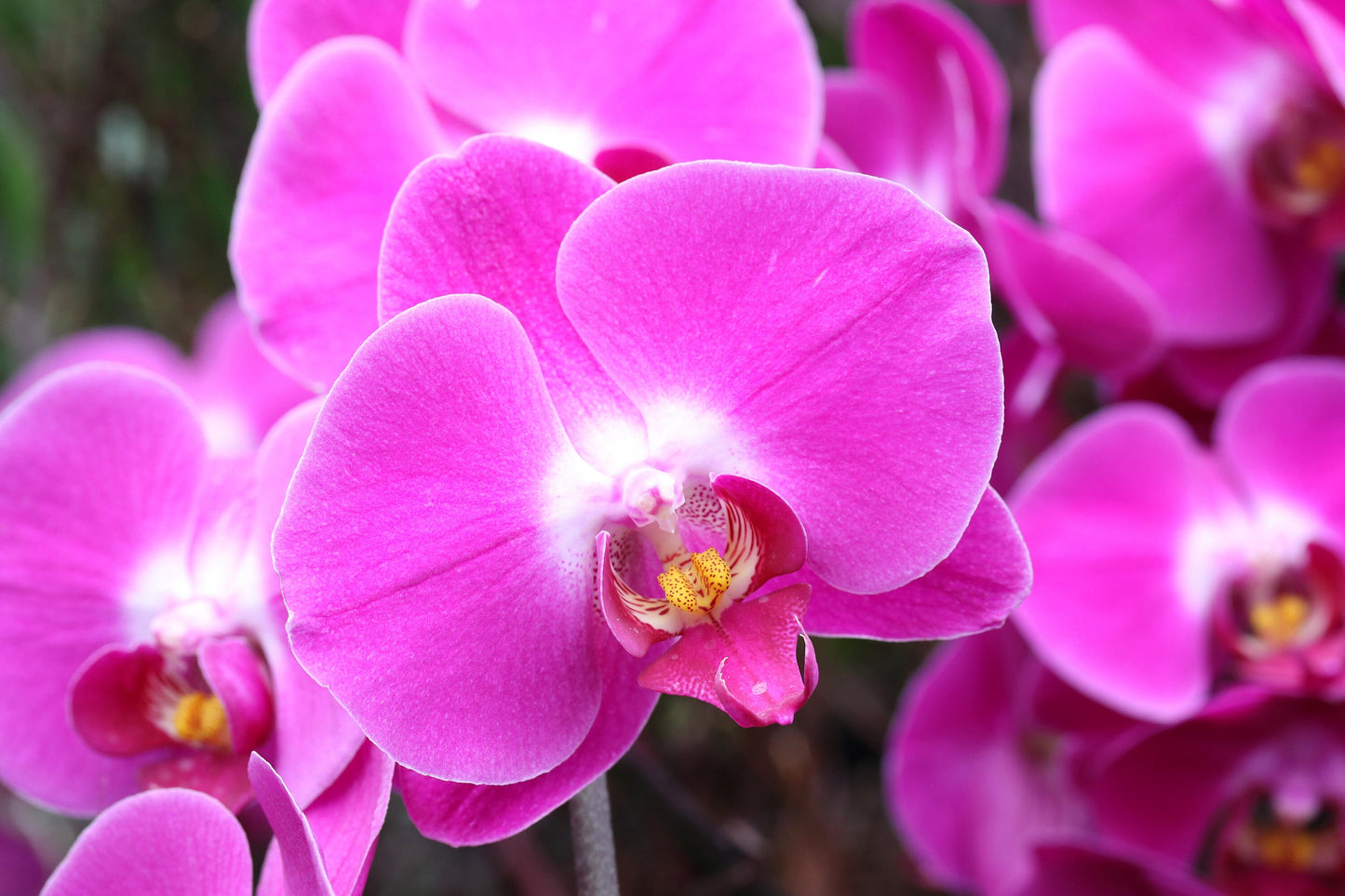 Phalaenopsis Orchid print, pink orchid in bloom photo, pink wall art, floral decor, flower photography, large paper or canvas, 5x7 to 32x48"