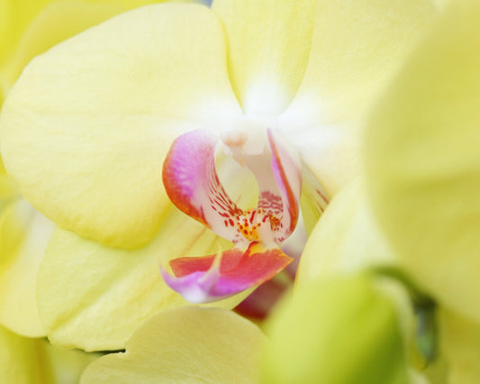 Phalaenopsis Orchid print, yellow orchid in bloom, floral wall art, flower photography, over the couch art, above bed decor, 5x7 to 32x48"