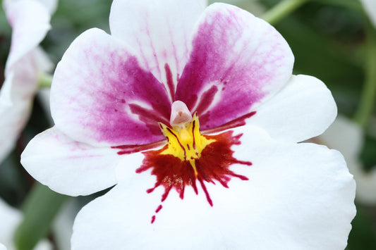 Pansy Orchid print, white Miltoniopsis orchid photo, orchid wall art, over bed wall decor, floral gift, orchid lover gift, 5x7 11x14 32x48"