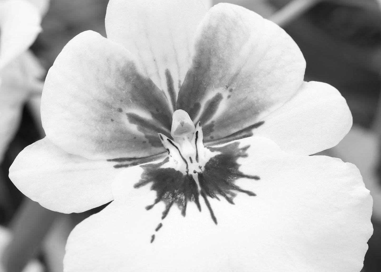 Black and white orchid print, Pansy Orchid photo, large orchid wall art, over bed wall decor, floral gift, orchid lover gift, 5x7 to 32x48"
