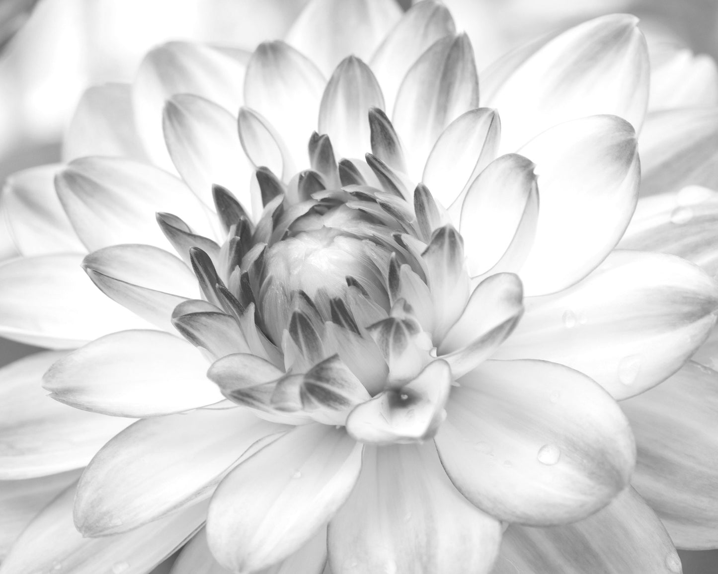 Dahlia wall art, black and white flower print, Dahlia photo, floral art, flower decor, photography, large canvas picture, 5x7 8x10 to 32x48"