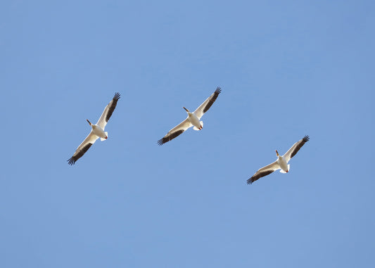 American White Pelican print, flock of pelicans in flight, soaring pelicans, birds in flight wall art, pelican picture decor, 5x7 to 16x24"