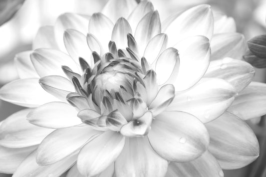 Dahlia wall art, black and white flower print, Dahlia photo, floral art, flower decor, photography, large canvas picture, 5x7 8x10 to 32x48"