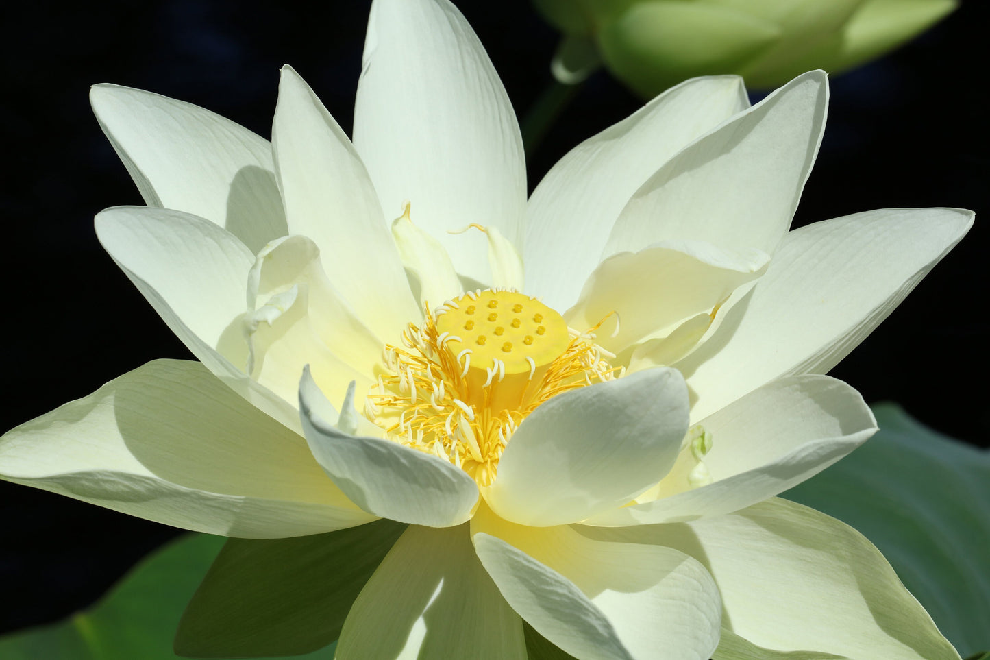 Lotus print, Giant Lotus photo, floral photography in color, flower wall art, floral decor, paper or canvas picture, 5x7 8x10 to 40x60"