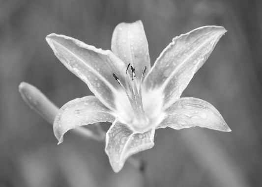 Orange Daylily print, day lily photo, flower photography, B&W art, black and white art, canvas picture, floral wall decor, 5x7 to 40x60"