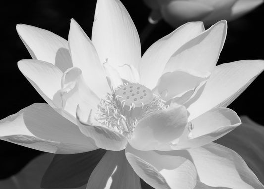 Lotus print, Giant Lotus flower photo, black and white photography, B&W wall art, floral decor, paper or canvas picture, 5x7 8x10 to 40x60"