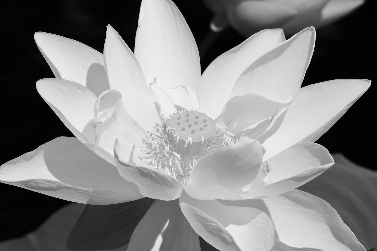 Lotus print, Giant Lotus flower photo, black and white photography, B&W wall art, floral decor, paper or canvas picture, 5x7 8x10 to 40x60"
