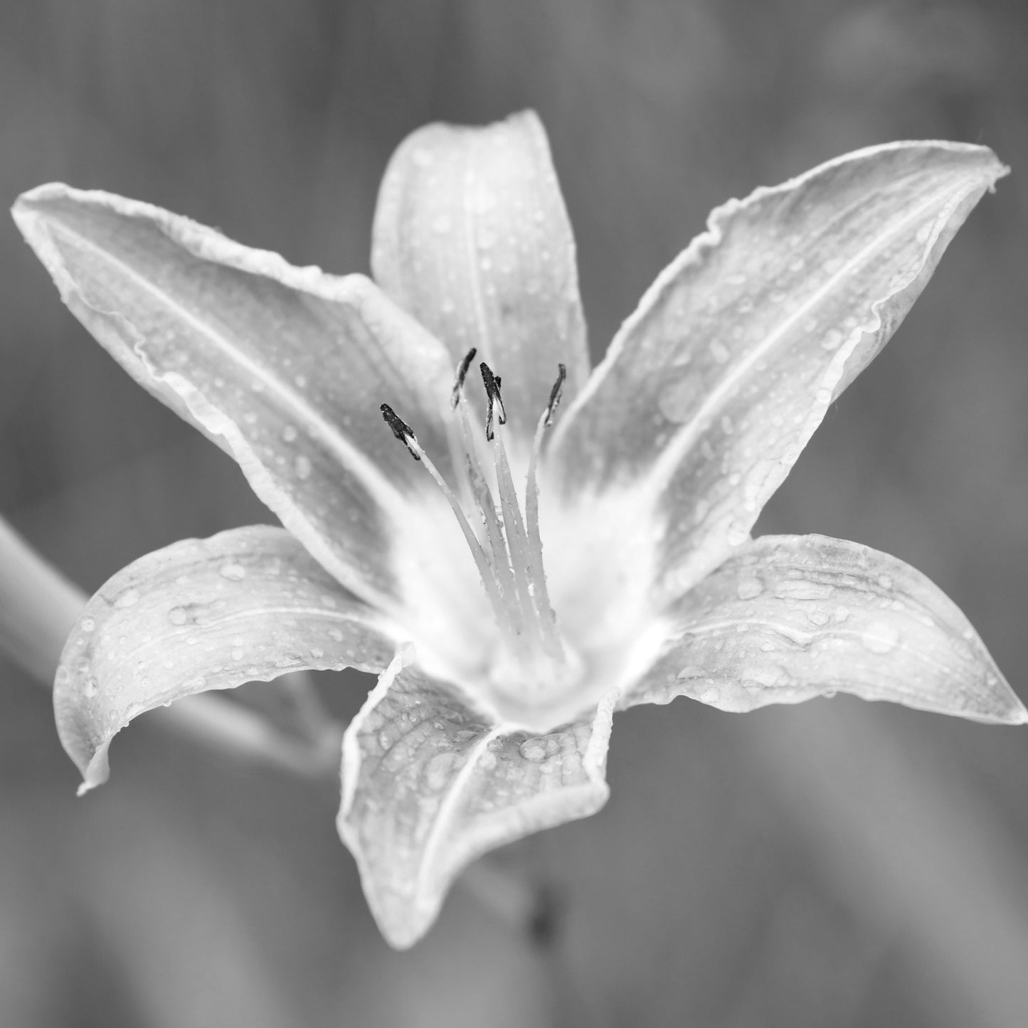 Orange Daylily print, day lily photo, flower photography, B&W art, black and white art, canvas picture, floral wall decor, 5x7 to 40x60"