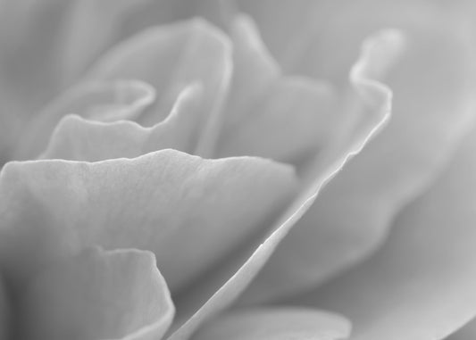 Black and white rose print, abstract floral art, flower photography, rose wall art, over the couch art, framed print, canvas, 5x7 to 32x48"