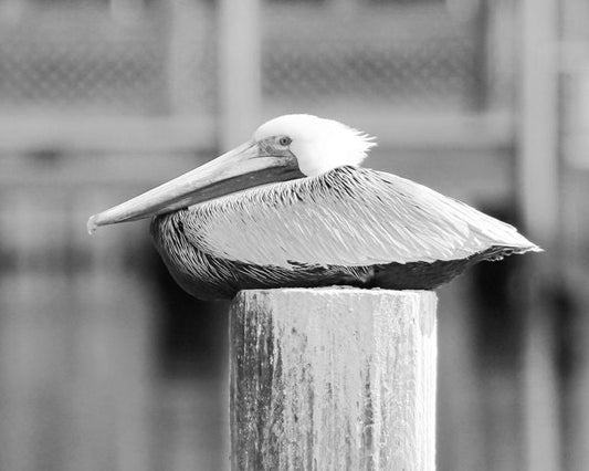 Pelican photo print, nature photography, black and white art, Brown Pelican picture, Florida home decor, 8x10 12x12 16x20 20x30 large canvas