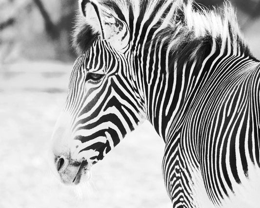 Zebra photo print, black and white picture, zoo animal, wall art nature photography gift, paper or canvas, nursery decor 8x10 11x14 to 30x45