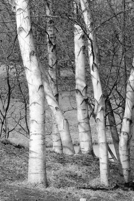 White Birches VERTICAL photo print, birch tree wall art decor, large black and white picture, paper, canvas, B&W photography 8x10 to 32x48"