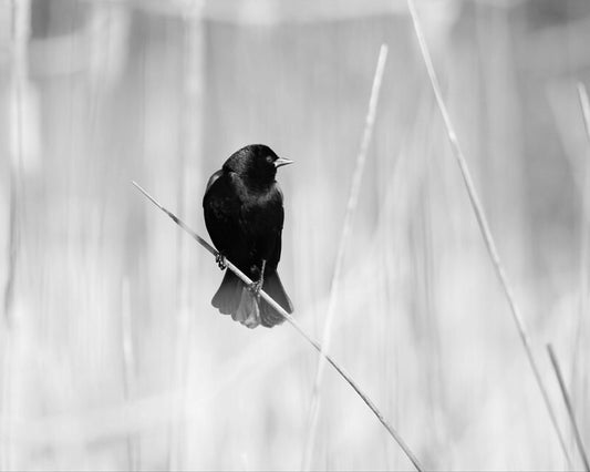 Red-winged Blackbird photo, bird picture, black and white art print, nature photography, large home wall decor 5x7 8x10 11x14 16x24