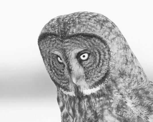 Great Grey Owl photo, black and white nature print, nature wall decor, bird photography wall art, owl canvas picture 8x10 11x14 12x16 12x18