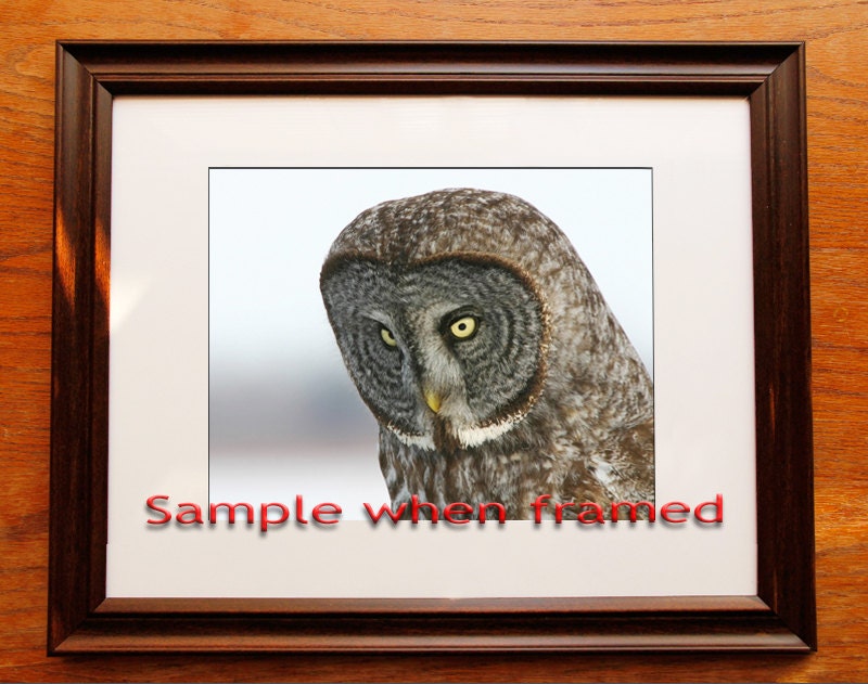 Great Grey Owl print, owl wall decor, bird wall art, wildlife photography print, nature art print, owl canvas picture, 5x7 8x10 12x12 12x18