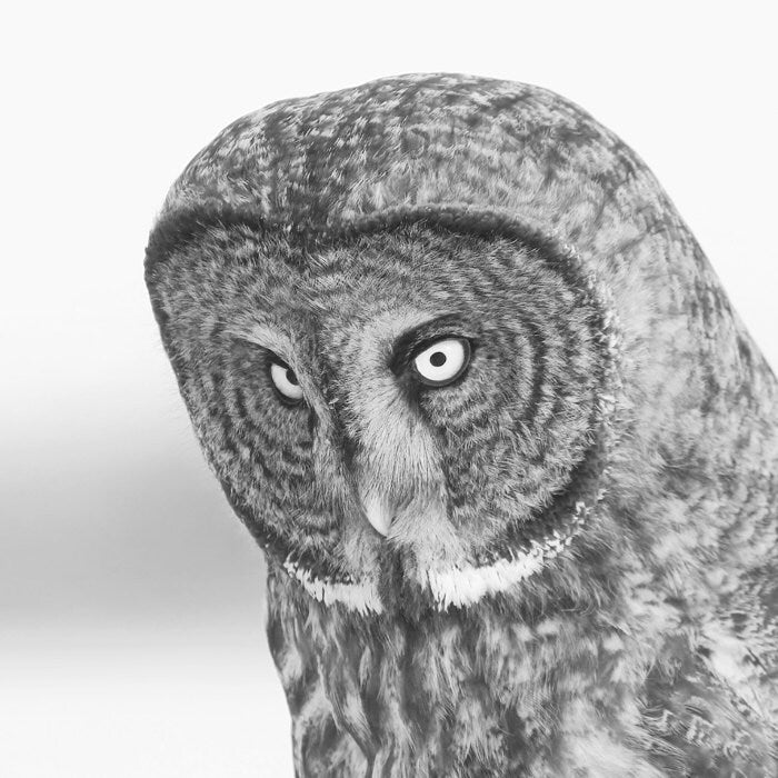 Great Grey Owl photo, black and white nature print, nature wall decor, bird photography wall art, owl canvas picture 8x10 11x14 12x16 12x18