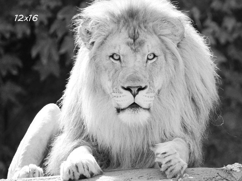 Lion art print, large animal picture, black and white photo, paper or canvas, nursery wall decor, nature photography, 5x7 8x10 up to 32x48"