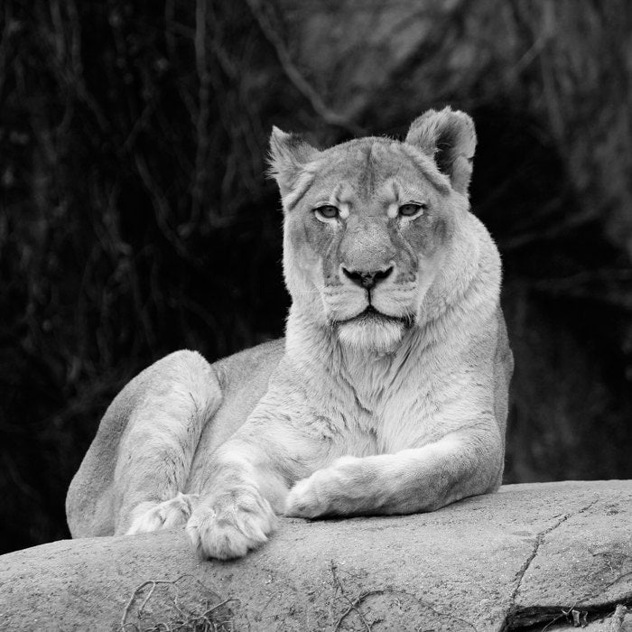 Lioness picture, black and white art lion photo print, zoo animal photography, large paper or canvas wall decor, 5x7 8x10 20x30 24x36 30x45