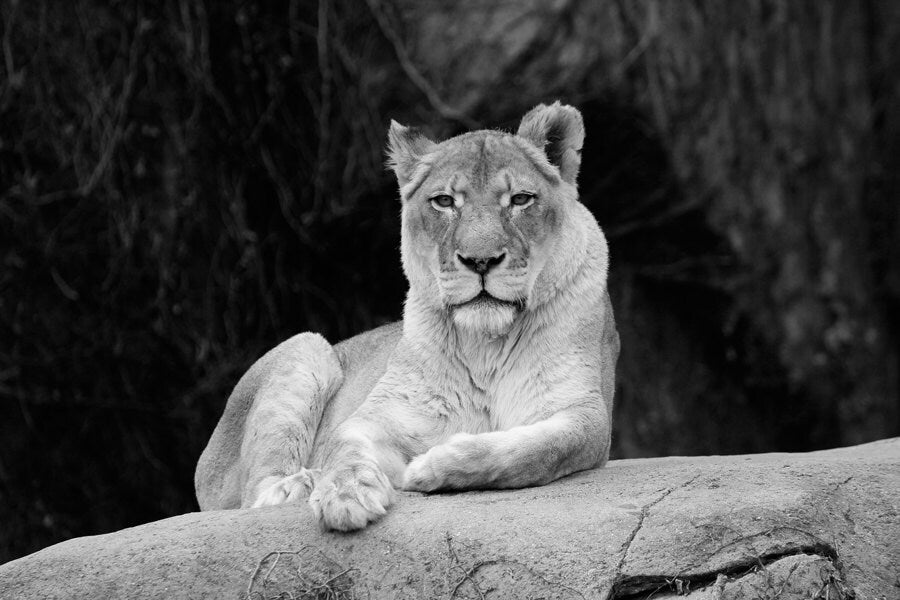 Lioness picture, black and white art lion photo print, zoo animal photography, large paper or canvas wall decor, 5x7 8x10 20x30 24x36 30x45