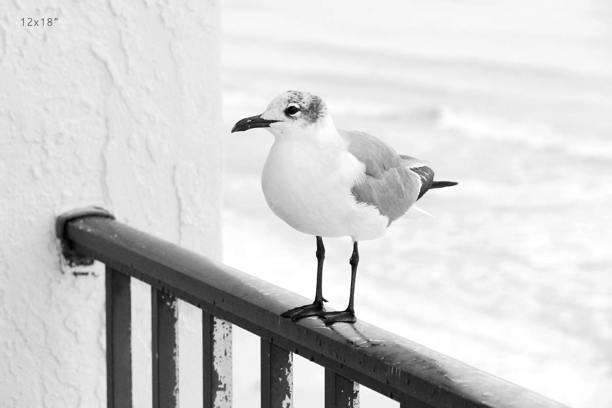 Seagull photo print, beach wall art decor, black and white bird photography, Laughing Gull picture, Mexico Beach, paper, canvas 5x7 to 24x36