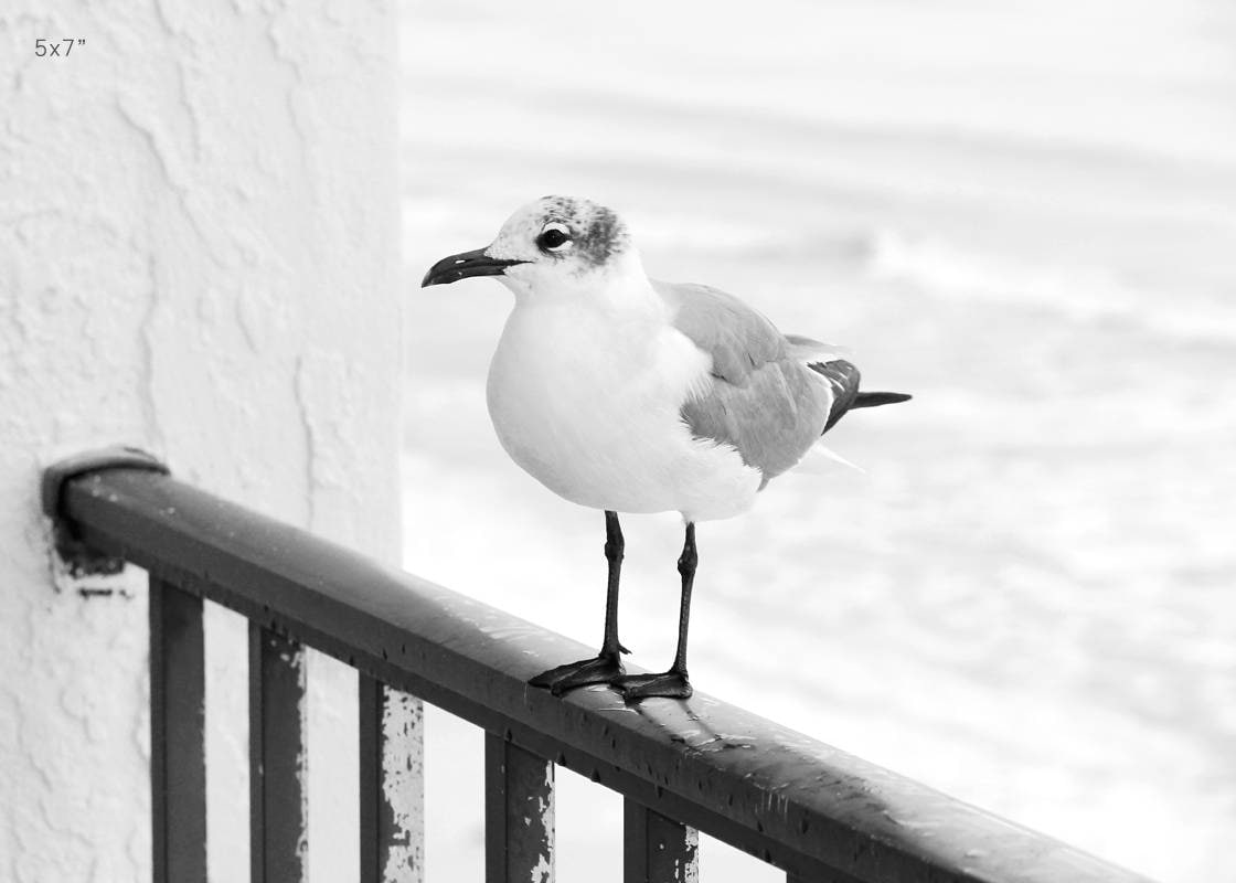 Seagull photo print, beach wall art decor, black and white bird photography, Laughing Gull picture, Mexico Beach, paper, canvas 5x7 to 24x36