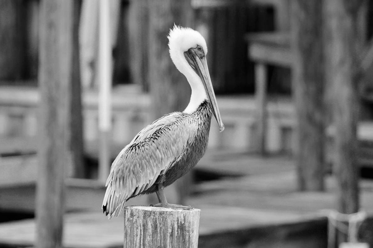 Pelican photo print, nautical wall art decor, beach photography, large picture, black and white paper or canvas 8x10 12x12 16x20 20x30 24x36