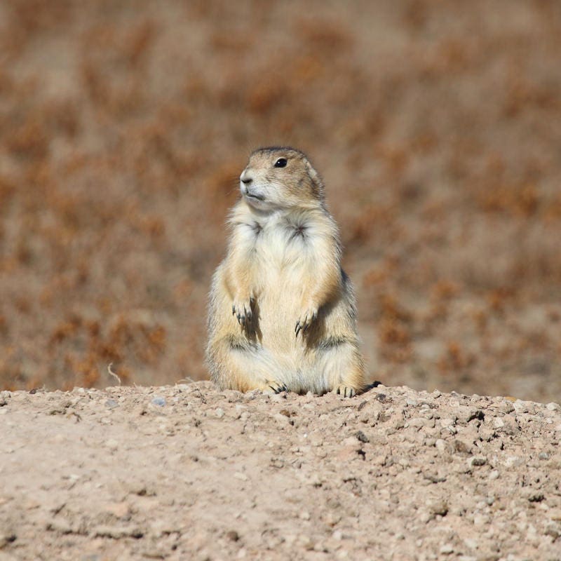 Prairie dog photo print, American West photography decor, nursery wall art, National Park picture, gift for a child, 5x7 to 24x36"