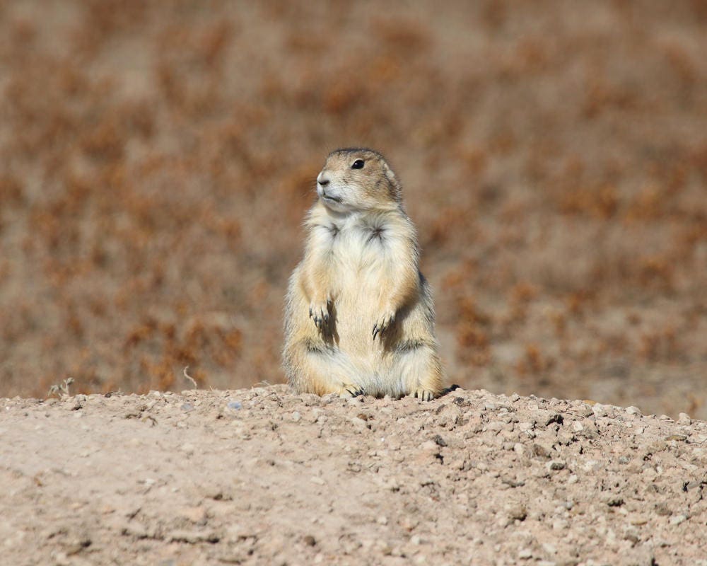 Prairie dog photo print, American West photography decor, nursery wall art, National Park picture, gift for a child, 5x7 to 24x36"