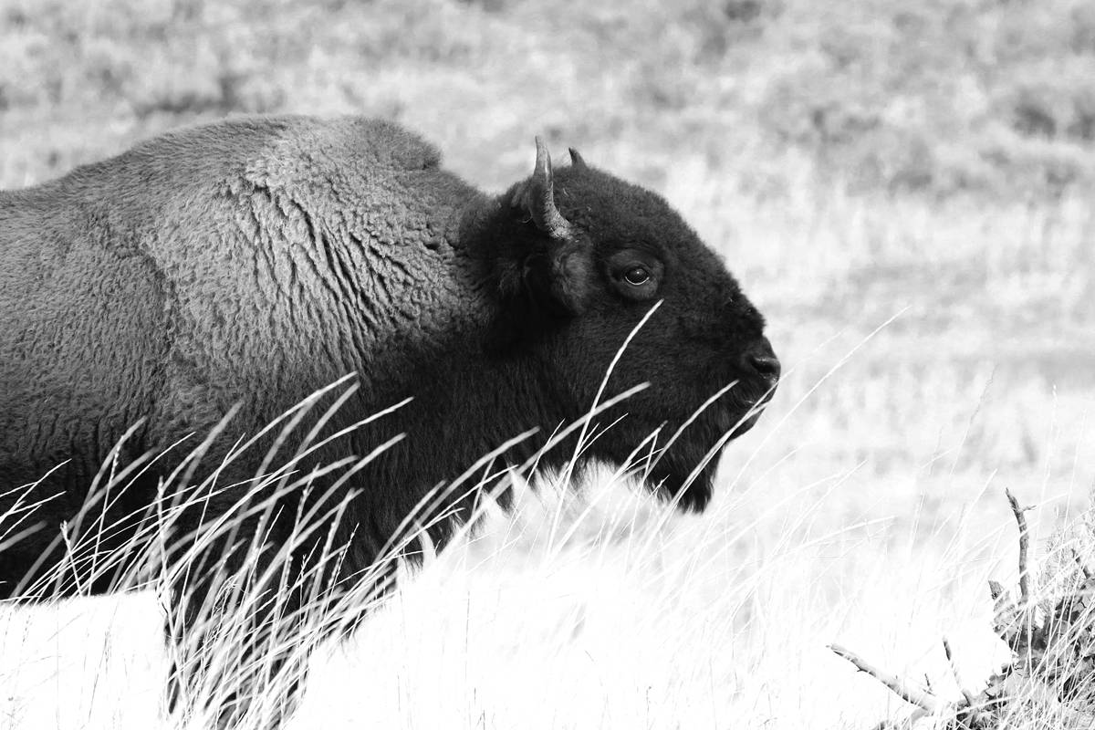 Bison photo print, buffalo wall art, Yellowstone NP picture, animal decor, American West photography, large paper or canvas, 5x7 to 24x36"