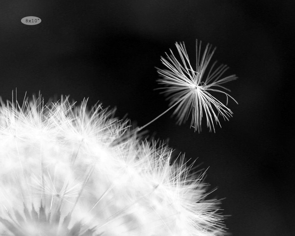 Dandelion Seed photo print, black and white photography, flower art, large paper or canvas picture, floral wall decor, 5x7 8x10 to 32x48"