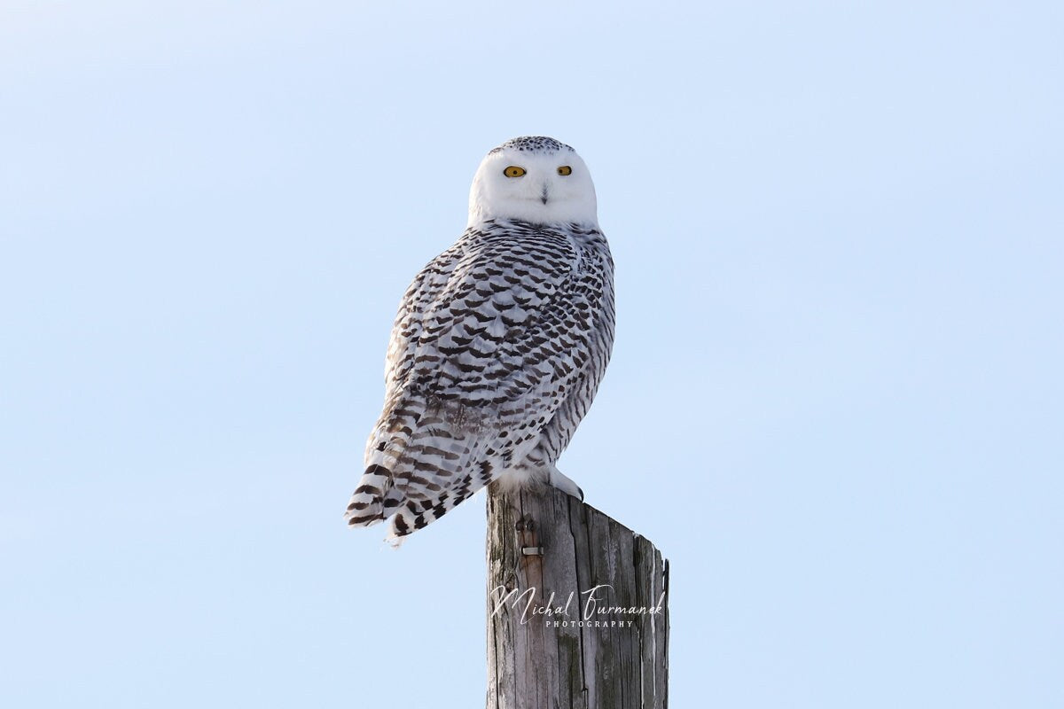 Snowy Owl photo print, birds wall art, nature photography, owl picture, paper or canvas decor, birds of prey, 5x7 8x10 11x14 12x12 12x18"