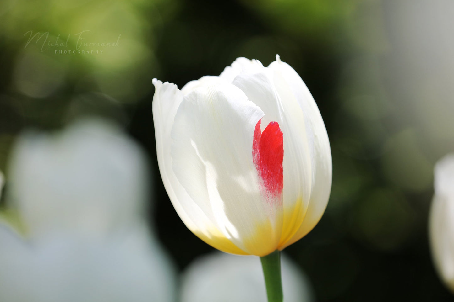 Tulip print, white tulip with red petal, floral wall art, floral photo print, flower photography, floral decor, large canvas, 5x7 to 40x60"