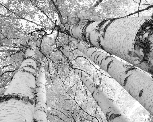 Birch Trees Canopy print, Door County photo, birch tree wall art, black and white tree picture, canvas birch art decor 5x7 8x10 30x40 32x48