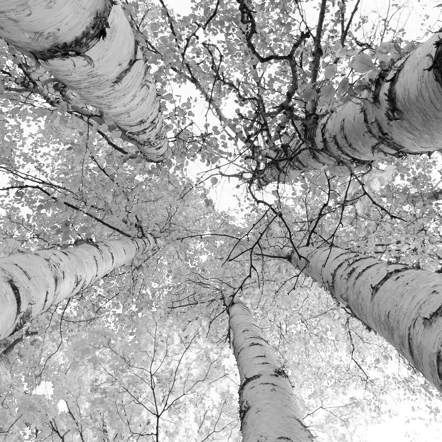 Birch Trees photo print, tree canopy wall art decor, black and white photography, birch tree picture, paper or canvas, 5x7 8x10 11x14 32x48"