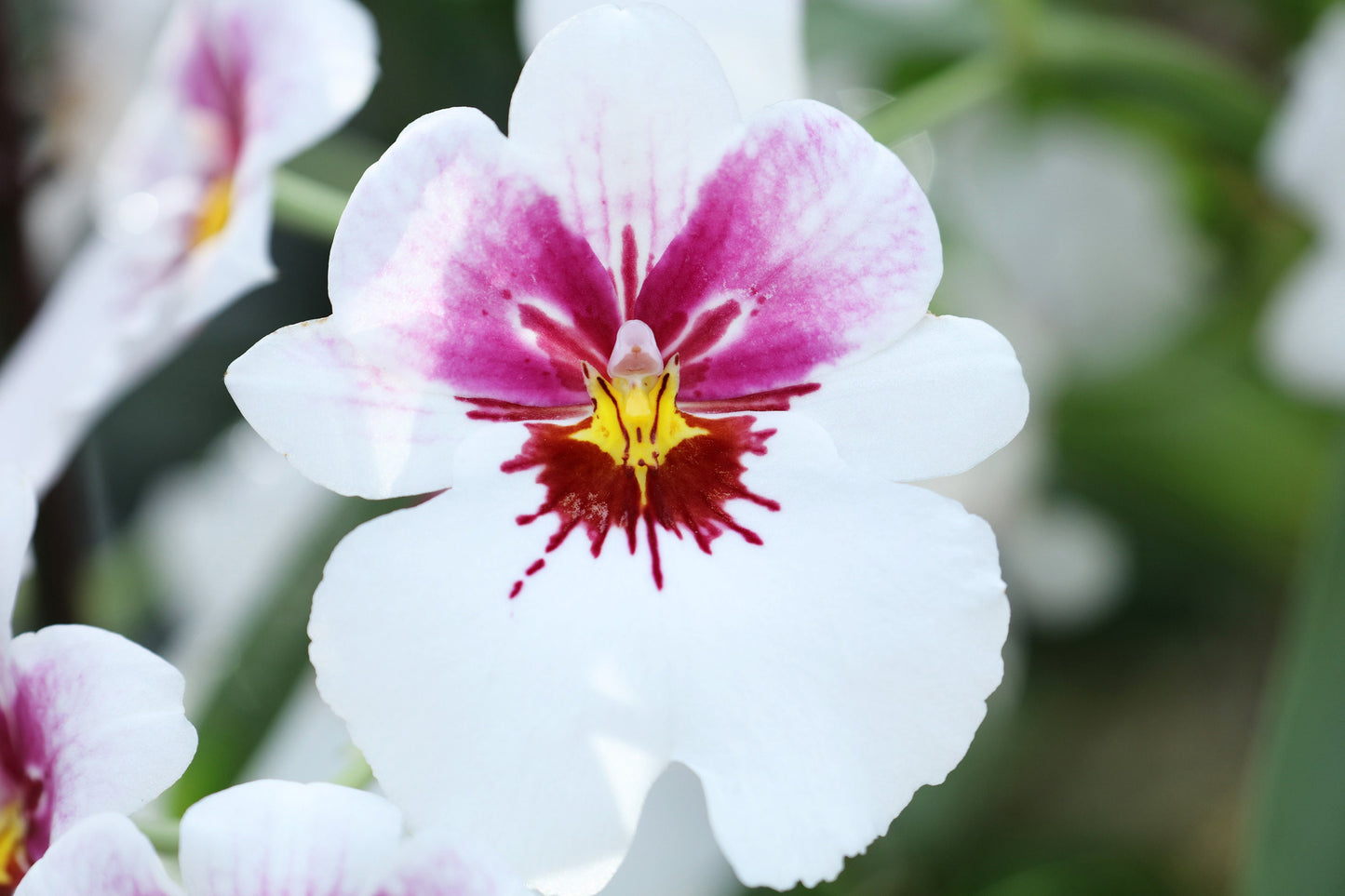 Pansy Orchid print, white Miltonia orchid photo, orchid wall art, floral art, flower photography, Miltoniopsis orchid decor, 5x7 to 40x60"