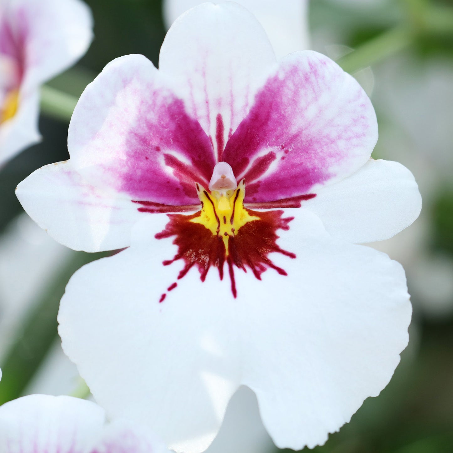 Pansy Orchid print, white Miltonia orchid photo, orchid wall art, floral art, flower photography, Miltoniopsis orchid decor, 5x7 to 40x60"