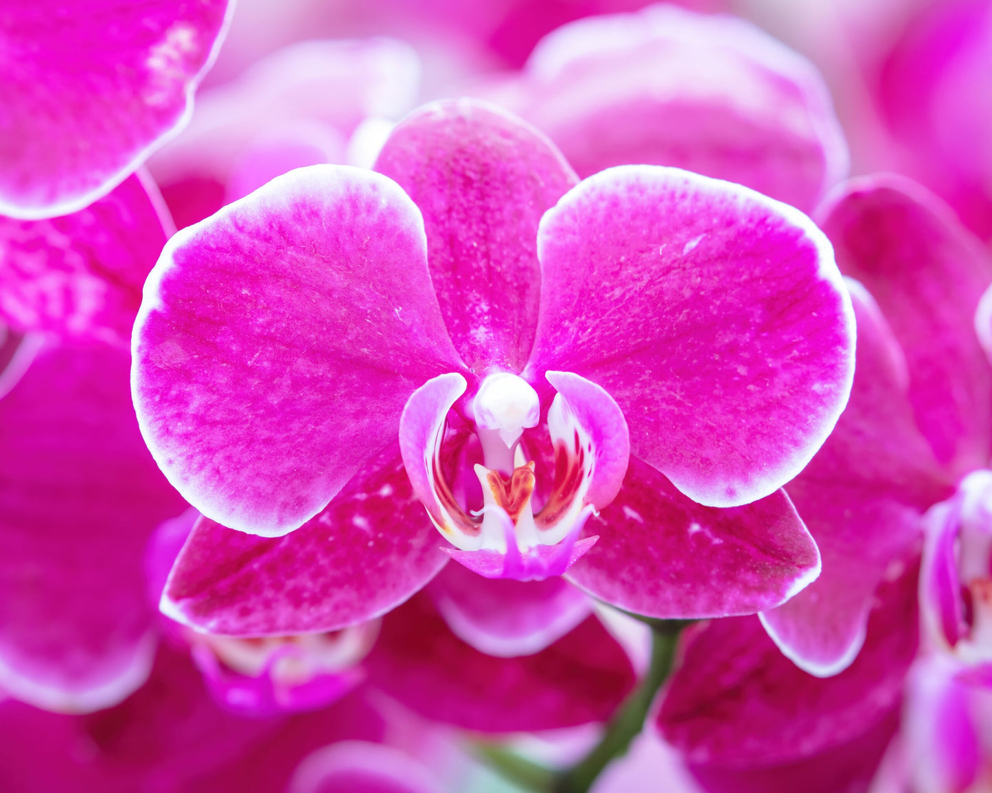 Phalaenopsis Orchid print, pink orchid in bloom, fuschia art, floral wall art, flower photography, large canvas photo decor, 5x7 to 40x60"